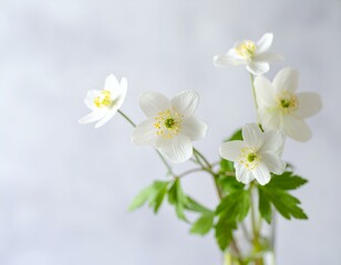 Fototapeta premium Delicate white wood anemone flowers in a glass vase against a soft gray background. Perfect for spring, nature, and floral themes.