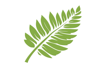 Green Fern Frond Isolated on Black Background Nature Illustration for Design and Decor