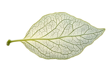 Leaf Skeleton Veins Botany Nature Texture Macro Photography Green Leaf Detail