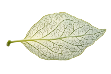 Leaf Skeleton Veins Botany Nature Texture Macro Photography Green Leaf Detail