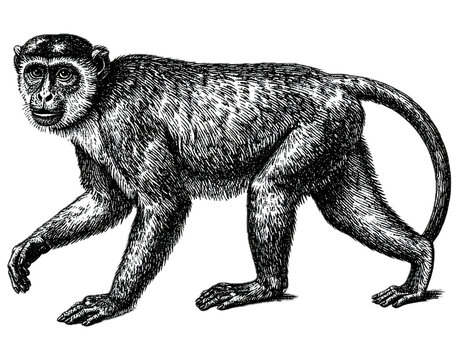 PNG Hand drawn a monkey livestock vintage animal.