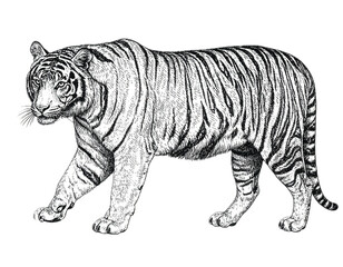 Fototapeta premium PNG Hand drawn a tiger livestock vintage animal.