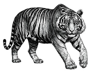 Fototapeta premium PNG Hand drawn a tiger livestock vintage animal.