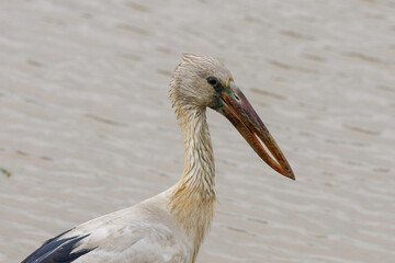 Asian openbill 