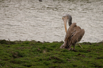 Fototapeta premium Spot-billed pelecan