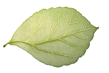 Single Green Leaf Detailed Vein Structure Nature Macro Photography