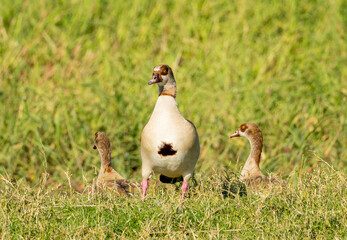 Three Egyptian geese sitting in the grass by the calm waters of the Nile River in Aswan Egypt