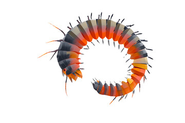 Vibrant Centipede in a Circular Pose Detailed Illustration for Nature and Wildlife Projects