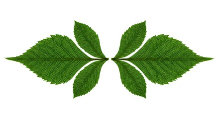 Symmetrical arrangement of green leaves on white background
