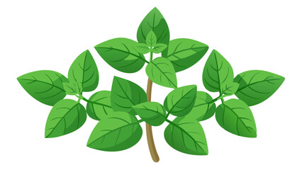 green leaves isolated on white background