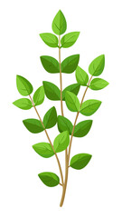 green leaves isolated on white background