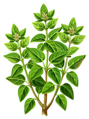 green tree isolated on white background