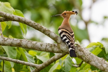 Eurasian hoopoe (Upupa epops) © Leandro