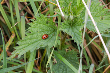 Ladybug on Stinging Nettle Leaf Growing Among Grass