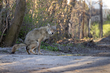 North American coyote Canis latrans defecating along the side of a suburban neighborhood roadway