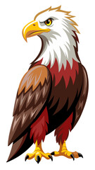 american bald eagle