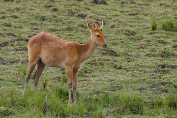 Eastern swamp deer (Rucervus duvaucelii)
