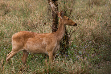 Eastern swamp deer (Rucervus duvaucelii)