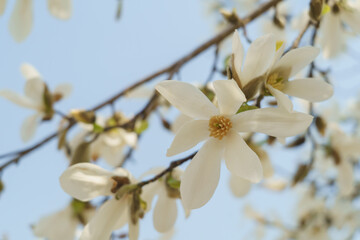 春に咲くコブシの花
