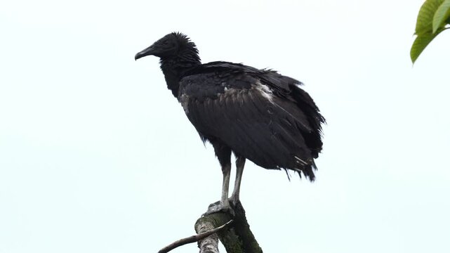 Juvenile Black Vulture (Coragyps atratus) perched with wings outstretched, sunning in a natural tropical habitat. Shows transitional plumage and young behavior.