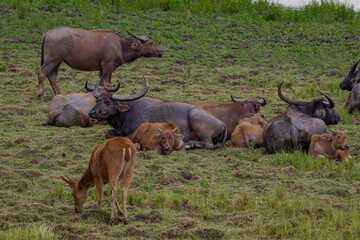 Wild water buffalo Bubalus arnee 