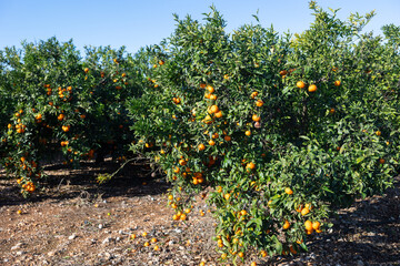 Orange ripe organic tangerine fruits hanging on tree, new harvest in orchard or on plantation on sunny day