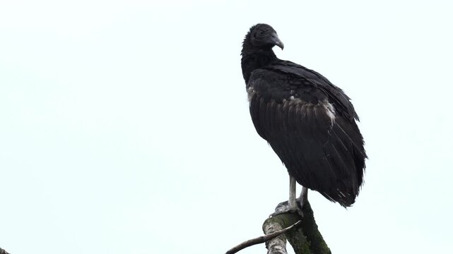 Juvenile Black Vulture (Coragyps atratus) perched with wings outstretched, sunning in a natural tropical habitat. Shows transitional plumage and young behavior.
