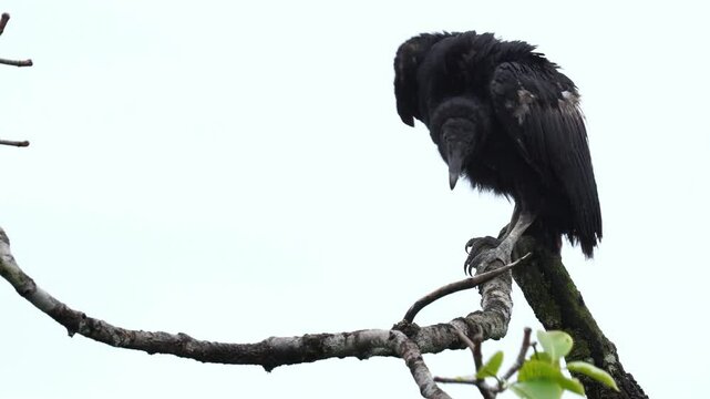 Juvenile Black Vulture (Coragyps atratus) perched with wings outstretched, sunning in a natural tropical habitat. Shows transitional plumage and young behavior.