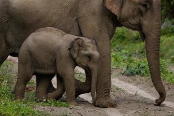 Fototapeta premium Mother and baby elephant crossing a road at Kaziranga National Park, India 