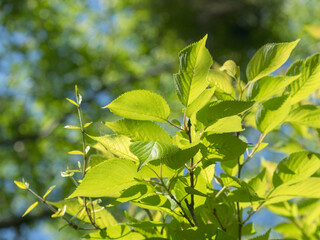 春の森　木の葉が輝く59