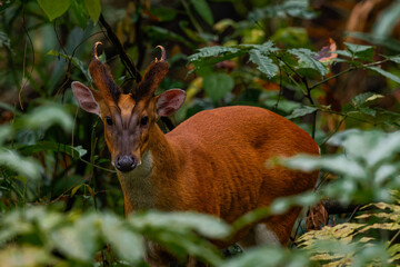Barking deer (Muntiacus muntjac)