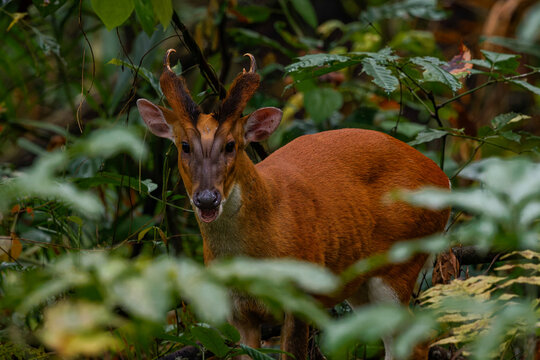 Barking deer  (Muntiacus muntjac)
