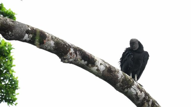 Black Vulture perched on a tree, wings spread to sunbathe, then regurgitates. Wild behavior captured in natural tropical environment.