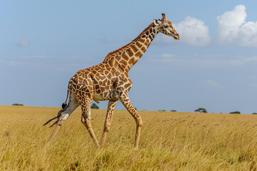 Obraz premium Majestic giraffe gracefully roaming vast African savanna embodies the beauty of golden grasslands, endless horizons, and awe-inspiring magnificence of this iconic African animal 