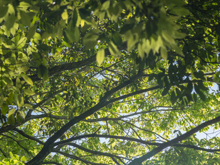 春の森　木の葉が輝く103