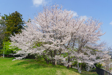 日本の風景【千葉県千葉市】有吉貝塚公園に咲く桜の花