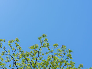 春の森と青空　木の葉が輝く116