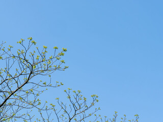 春の森と青空　木の葉が輝く118