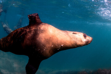 A seal twirls playfully in the crystal-clear water, Australia.