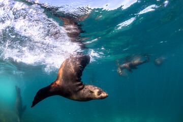 A seal twirls playfully in the crystal-clear water, Australia.