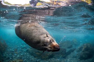 A seal twirls playfully in the crystal-clear water, Australia.