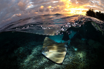 Over-under shot of a stingray gliding over the sandy seabed beneath clear turquoise waters at Lady Elliot Island, Australia.