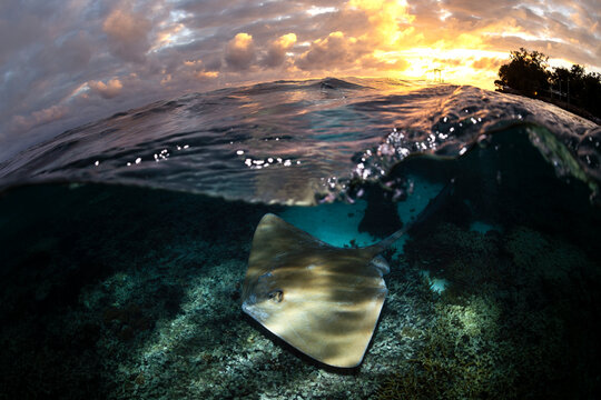 Over-under shot of a stingray gliding over the sandy seabed beneath clear turquoise waters at Lady Elliot Island, Australia.