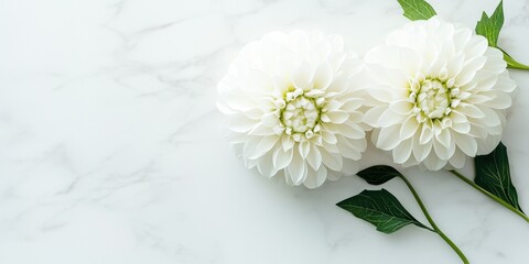 Elegant white dahlias on a marble surface. © RizArt