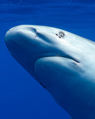 A close-up of a shark against the deep blue backdrop of Hawaiian waters, showing its sleek form and intense gaze.