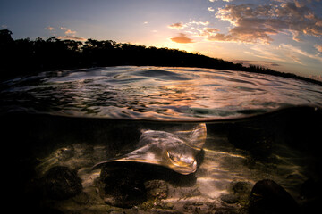 An eagle ray glides over the sandy shallows at sunset in Australia, captured in a dramatic over-under shot.