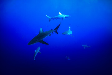 Shark glides through the deep blue waters off the coast of Hawaii.