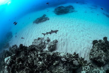 A shark swims alone over sandy seabeds and coral formations in Hawaii’s clear waters.