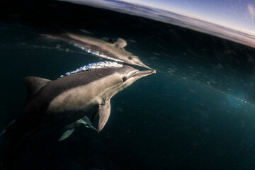 Dolphins surge through the surface off the coast of Port Stephens, Australia.
