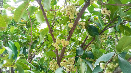 Wax Apple Tree Bursting with Fresh Fruit